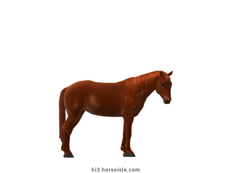 Large Belgian Riding Pony Red Chestnut Coat